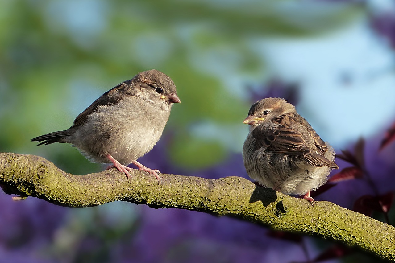 Valle del freddo sparrows