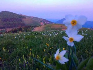 Immagini narcisi colli di san fermo