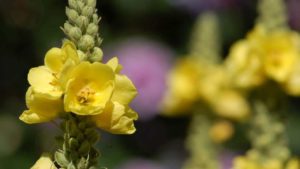 Verbasco-Verbascum-thapsus-L